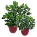 55cm Variegated Artificial Schefflera Arboricola Plant