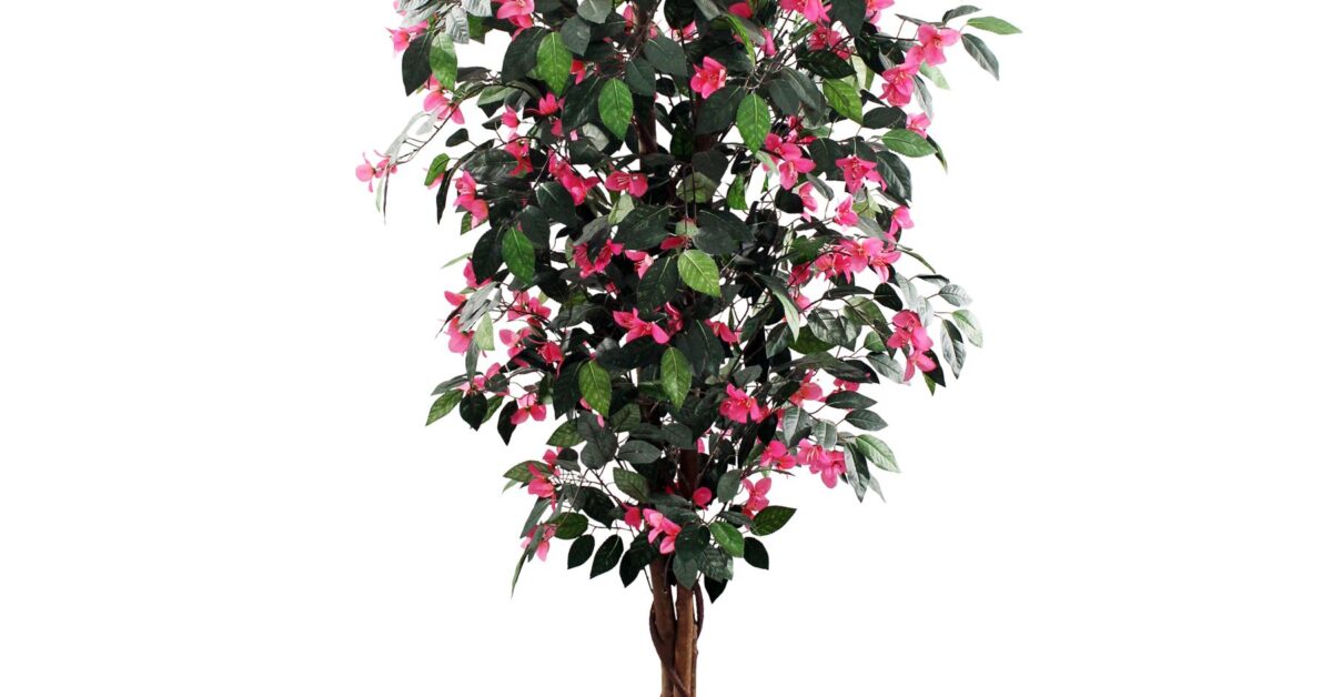 180cm Giant Pink Flowering Bougainvillea Tree