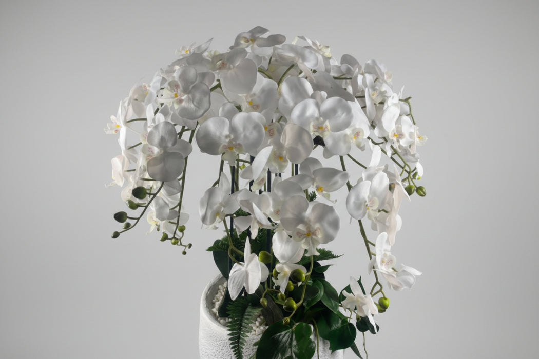 150cm Stunning White Orchid Potted  Display