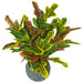 65cm Artificial Codiaeum Multicoloured House Plant