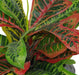 40cm Artificial Codiaeum Multicoloured House Plant