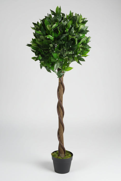 120cm Twist Natural Trunk Topiary Bay Laurel Ball.
