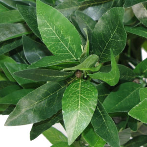 90cm (3ft) Plain Natural Trunk Artificial Topiary Bay Laurel Ball