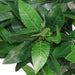 90cm (3ft) Twist Natural Trunk Artificial Topiary Bay Laurel Ball Tree
