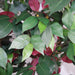 120cm (4ft) Artificial Capensia Tree Ficus Plant - Extra Large
