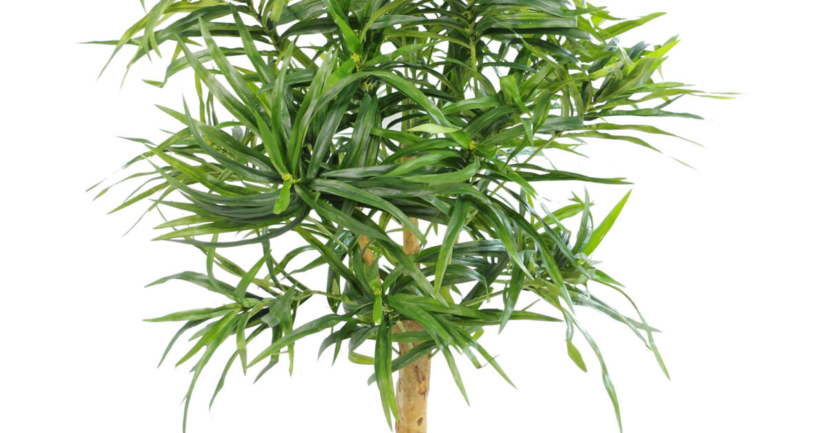 100cm Dracaena Plant Tree with Pot – Premium Range