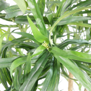 100cm Dracaena Plant Tree with Pot – Premium Range