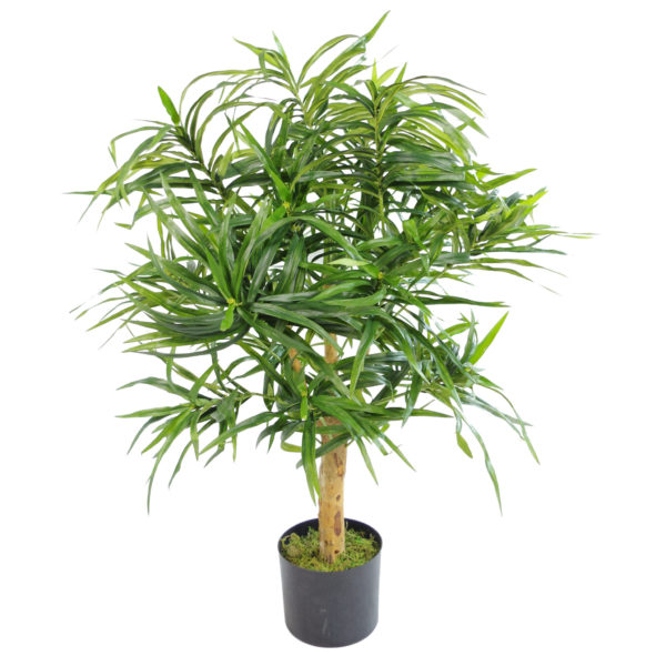 100cm Dracaena Plant Tree with Pot – Premium Range