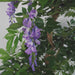 110cm Artificial Purple Wisteria Tree with Silver Metal Planter