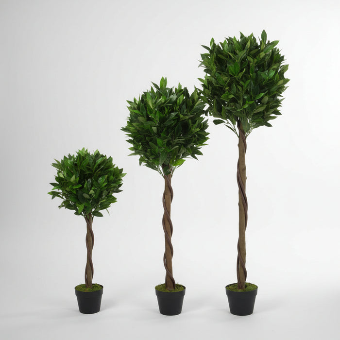 120cm Twist Natural Trunk Topiary Bay Laurel Ball.