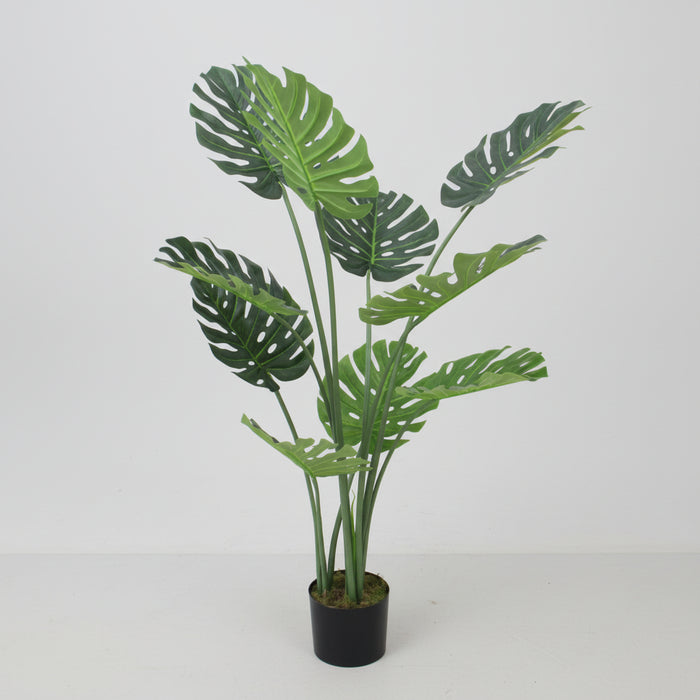 120cm (4ft) Luxury Monstera Plant Black Pot