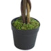 110cm Large Artificial Bushy Ficus Tree