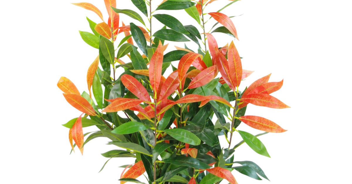 80cm Faux Red and Green Ficus Plant