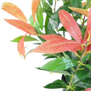 80cm Faux Red and Green Ficus Plant