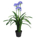 90cm Premium Artificial Agapanthus with pot BLUE