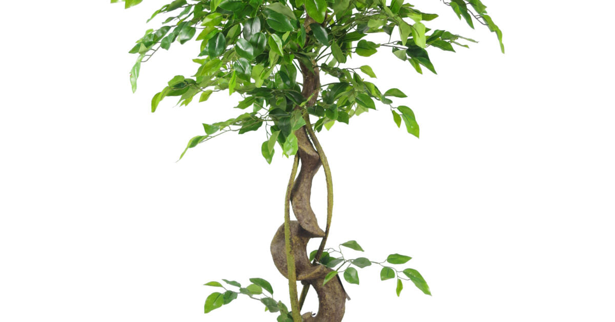 120cm Twisted Trunk Japanese Fruticosa Ficus Tree