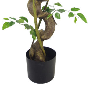 120cm Twisted Trunk Japanese Fruticosa Ficus Tree