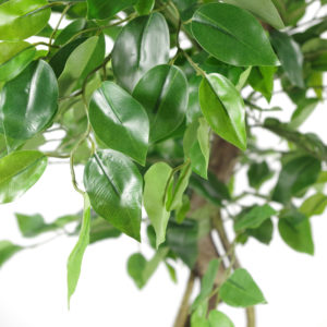 120cm Twisted Trunk Japanese Fruticosa Ficus Tree