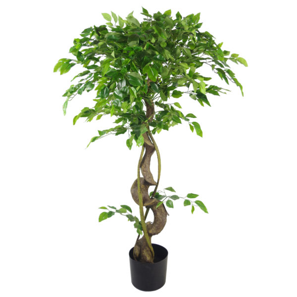 120cm Twisted Trunk Japanese Fruticosa Ficus Tree