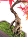 50cm Artificial Red Maple Bonsai Tree