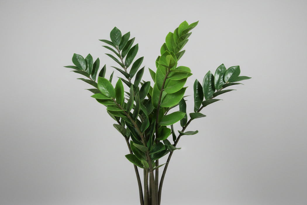75cm Zanzibar Green Gem Zamioculcas Succulent