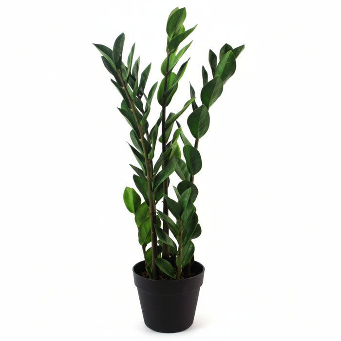 75cm Zanzibar Green Gem Zamioculcas Succulent