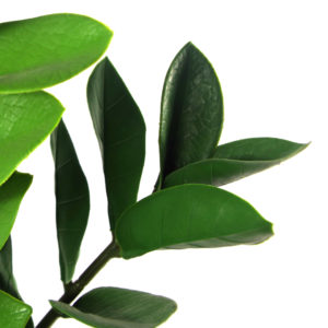 75cm Zanzibar Green Gem Zamioculcas Succulent