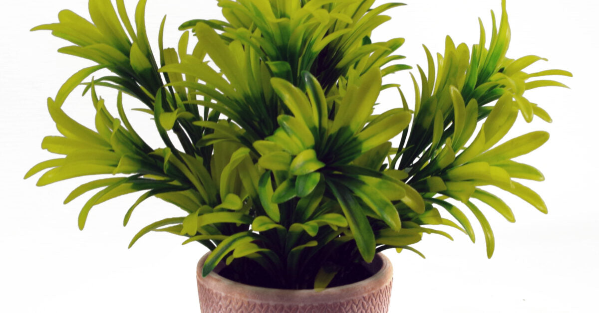 22cm Honey Plant Light Green in Terracotta Pot