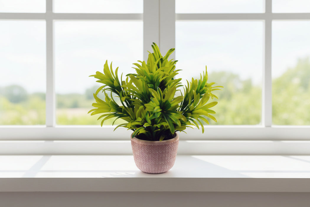 22cm Honey Plant Light Green in Terracotta Pot