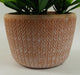 22cm Foliage Honey Plant Dark Green in Terracotta Pot