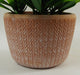 22cm Honey Plant Dark Green in Terracotta Pot