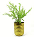 50cm Southern Wood Fern Bush Dark Green Plant