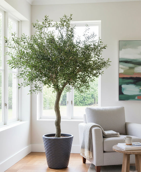 Hand Crafted Luxury Faux Olive Tree 230cm - Fire Retardant