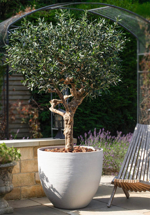 Realistic Olive Tree - 200cm - Fire Retardant and UV Resistant