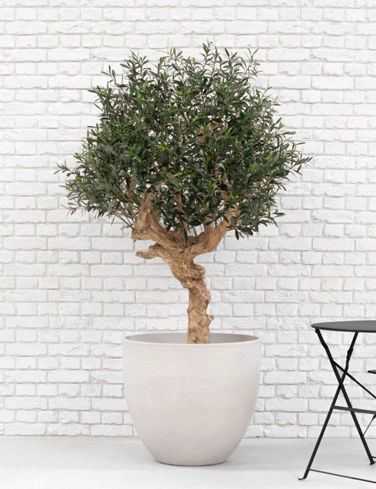 Realistic Olive Tree - 200cm - Fire Retardant and UV Resistant