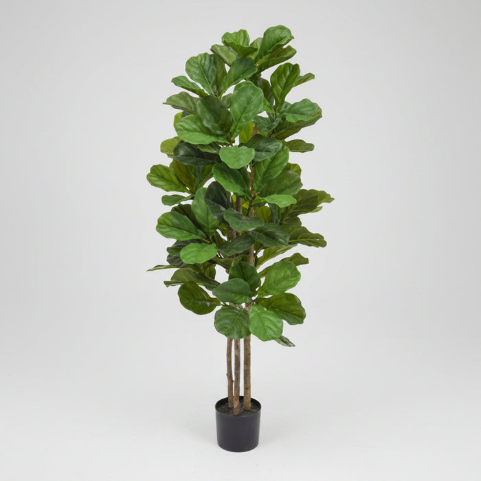Fiddle Leaf Fig Tree 150cm