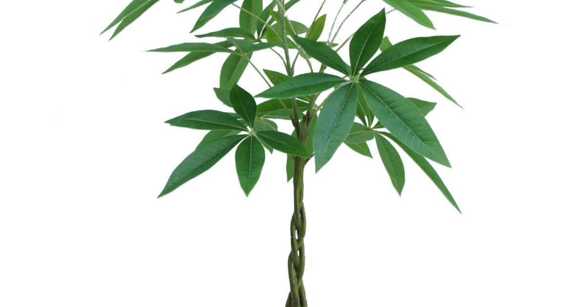 artificial money tree plant 70cm Artificial Money Tree Pachira Realistic Faux Plant — Artificial Eden