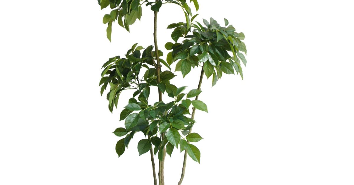 150cm Radermachera Indoor Realistic Tree