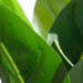 45cm Artificial Aureum Plant