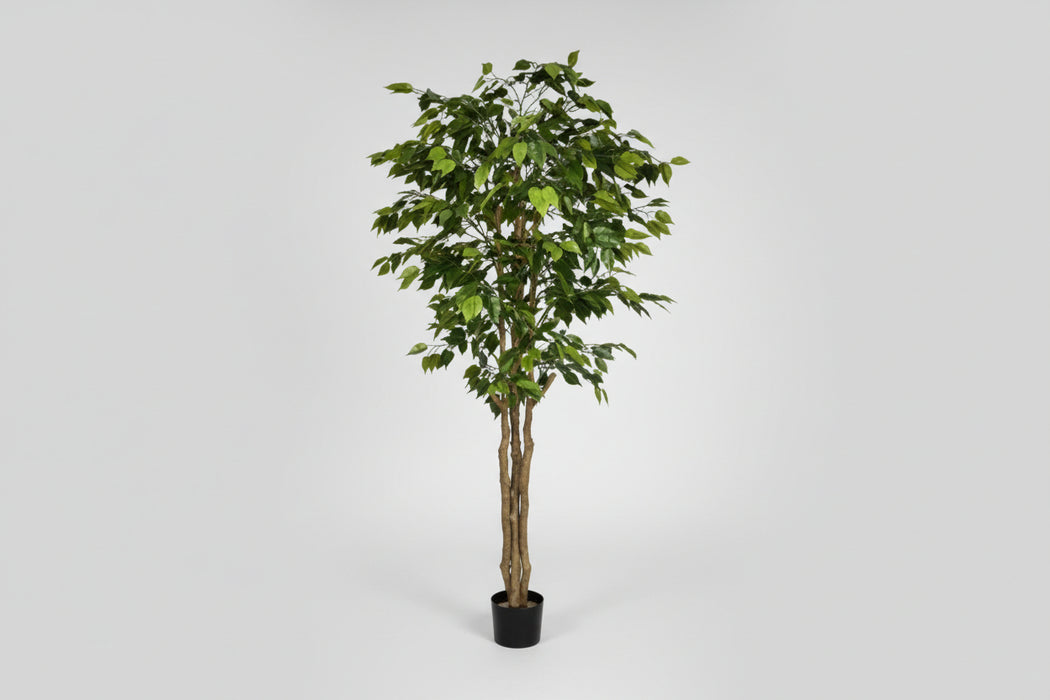 180cm Fire Retardant Deluxe Retusa Ficus Tree With 1134 Leaves