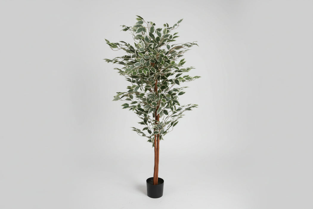 160cm Artificial Ficus with Natural Variegated Leaves