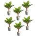 Pack of 6 x 38cm Potted Calathea Veitchiane