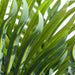 Pack of 6 x 50cm Artificial Mini Palm Tree