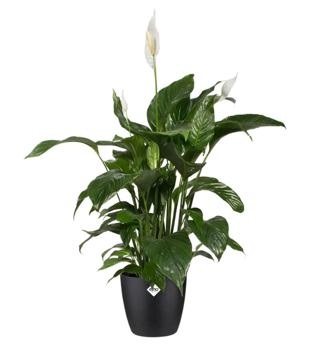 Elho Brussels Round 18 Black Plant Pot