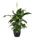 Elho Brussels Round 18 Black Plant Pot