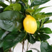150cm Premium Artificial Lemon Tree