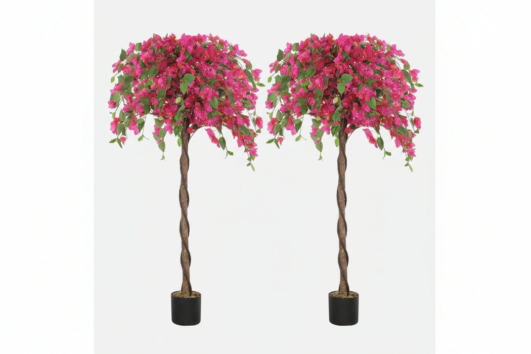 120cm Beautiful Murraya Blossom Trees (Pair)