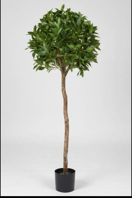 Premium Topiary Bay Laurel Ball Tree 135cm