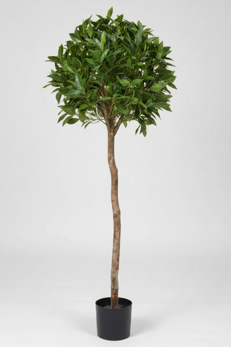 Premium Topiary Bay Laurel Ball Tree 135cm