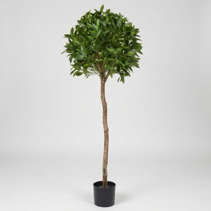 Premium Topiary Bay Laurel Ball Tree 135cm